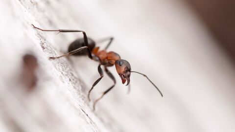 General pest control for homes