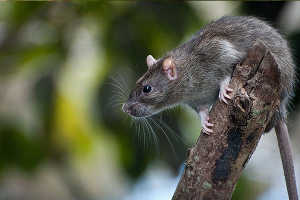 Rodent control and exclusion