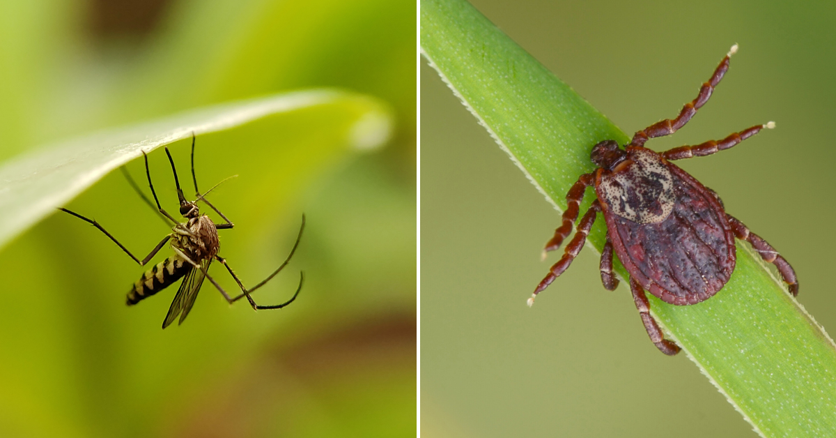 Tick and mosquito control for yards